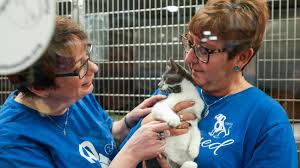 A new beginning pet rescue, inc. Find A Pet Adoption Center Near You Petsmart Charities