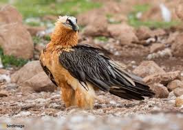 De lammergier is een van de grootste en kleurrijkste gieren. Lammergier Bearded Vulture 25 Prachtige Vogels Zoogdieren Vogels