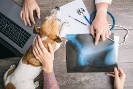 Understanding the Types of Veterinary Care | Oakland Veterinary Referral  Services