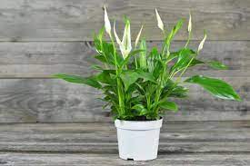 We did not find results for: Peace Lilies How To Care For Peace Lily Plants Spathiphyllum The Old Farmer S Almanac