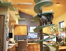 Cats have either a mutualistic or commensal relationship with humans. It S A Good Question Do Cats Have Autism The Way Of Cats