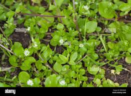 Image result for Stellaria