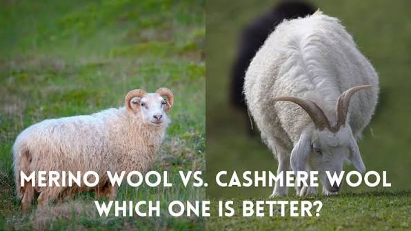 is cashmere warmer than merino wool