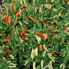 Image result for Capsicum frutescens