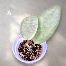 Image result for Selago lacunosa