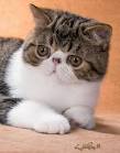 Exotic Shorthair Kittens For Sale by Reputable Breeders ...