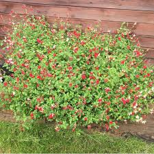 Salvias are a perennial garden plan that are pruned in different ways. Salvia Hot Lips Syn Salvia X Jamensis Hot Lips Salvia Microphylla Hot Lips Sage Hot Lips Uploaded By Jpea