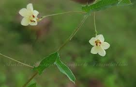 Image result for Xenostegia pinnata