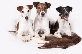 Image result for foxteriér hladkosrstý