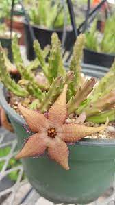 Stapelia Schinzii Starfish Cactus Carrion Flower Stapeliad Corpse Flower Succulent Plant Easy Succulent Plants Planting Succulents Carrion Flower Corpse Flower