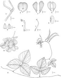 Image result for Wajira grahamiana