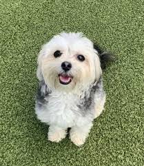 Wiggles Pet Resort added a new photo.