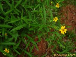 Image result for Aspilia mossambicensis
