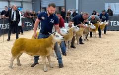 Scottish National Show & Sale of Texel Sheep