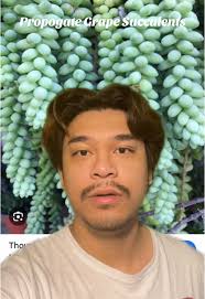 Green Law Succulent Spear How to Create