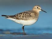 Baird's Sandpiper Identification, All About Birds, Cornell Lab of ...