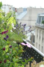 Cosmos Et Pois De Senteur Pois De Senteur Fenetre Parisienne Jardins