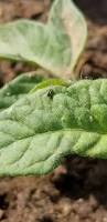 Image result for BLACKFLY ON TOMATO PLANTS