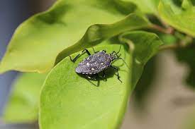 punaise de jardin comment s en debarrasser jardiner malin