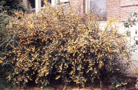 Image result for Berberis darwinii