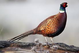 Truly world class big game hunting for a variety of species; Nj Owns And Runs A Pheasant Farm Not Anymore Thanks To Bird Flu