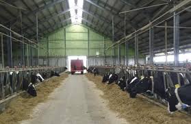 Suntem cea mai eficienta ferma de vaci de lapte din romania, avem o medie de 32 litri/zi/vaca la muls. Ferma De Vaci Cu Fonduri Europene Reusita Unui Tanar Din Olt