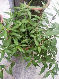 Cucuk batang ke dalam lubang penapis. Mingguan Wanita 3 Cara Mudah Tanam Pokok Kesum Facebook