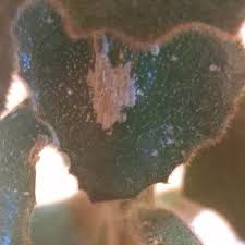 Image result for Kalanchoe latisepala