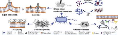 If you feel it is important that you … Graphene Based Nanomaterials The Promising Active Agents For Antibiotics Independent Antibacterial Applications Sciencedirect
