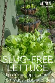 How to succeed with your first time vegetable garden. Growing Lettuce In Containers Specifically Hanging Containers Is A Great Vegetable Garden Planning Vegetable Garden Planner Organic Vegetable Garden