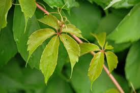 Image result for Parthenocissus quinquefolia