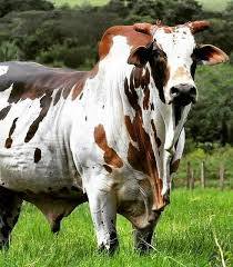 Pin By Sheldon On Bulls Bull Cow Cattle Ranching Bucking Bulls