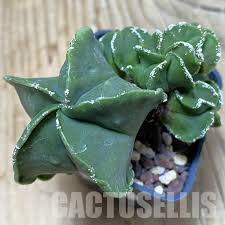 Image result for Kleinia sp.no.1