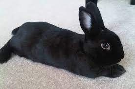 39 bunny face paintings ranked in order of popularity and relevancy. Cute Rabbit Survey Uncovers Most Popular Bunny Face Nottingham Trent University