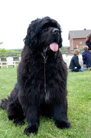 The newfoundland (commonly called 'newf' or 'newfie') originated in newfoundland, canada, descending from a mix of indigenous breeds with either viking dogs or the mastiffs of portuguese fishermen. 35 Most Beautiful Newfoundland Puppy Pictures And Photos In 2021 Newfoundland Dog Newfoundland Dog Puppy Landseer Dog