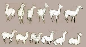 Llama Anatomy Animal Sketches Animal Drawings Alpaca Drawing