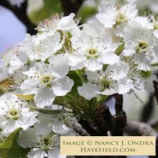 Image result for Pyrus pyrifolia