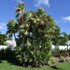 Image result for Acoelorrhaphe wrightii