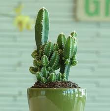 Thick leaves that look like they are fake. Cactus Costa Farms