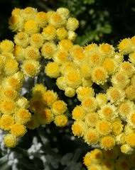 Image result for Hypericophyllum elatum