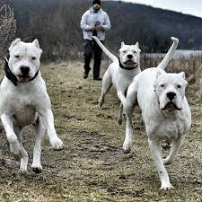 Dogoargentino Izmir Dog Argentino Mastiff Breeds Dogs