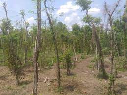 Thus, reduction of tau with chemical molecules may offer a novel strategy for treating ad. Ba Ria Vung Tau Many Pepper Crops Lost Crops Chu Se Pepper