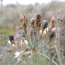 Image result for Nothoscordum borbonicum