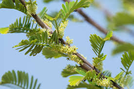 Image result for Phyllanthus udoricola