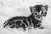 Bengal Kittens & Cats For Sale | San Jose Bengal Cats