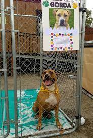 Beautiful Gorda At The Fence Factory Goleta Pet Adoptions Contact Santa Barbara Humane Society To Find Out Dogs That Dog Adoption Pet Adoption Humane Society