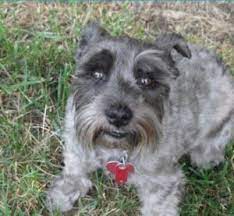 There are two types of bladder cancer in dogs transitional cell carcinoma (tcc) and urothelial cancer (uc). My Dog S Battle With Cancer Foundation For Biomedical Research