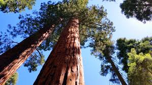 Record trees have been measured as tall as 311 feet (94.8 meters) and with a trunk diameter of 56 feet (17 meters). A Giant Sequoia Tree In Michigan Minivan Adventures
