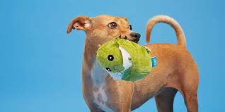 This dog with a pinecone in his mouth is terrifying at first glance. Consuela The Cactus Dog Toy Off 56 Www Usushimd Com