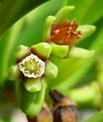 Image result for Ceriops